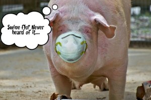 swine-flu